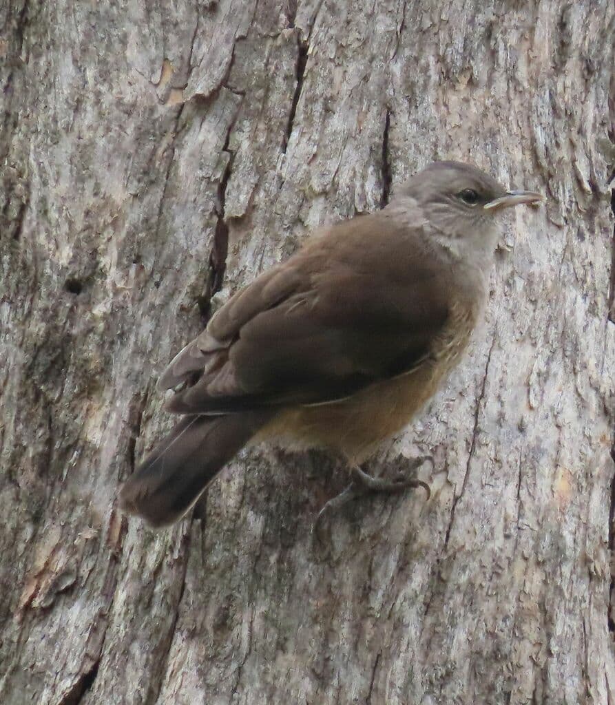 Brown Treecreeper