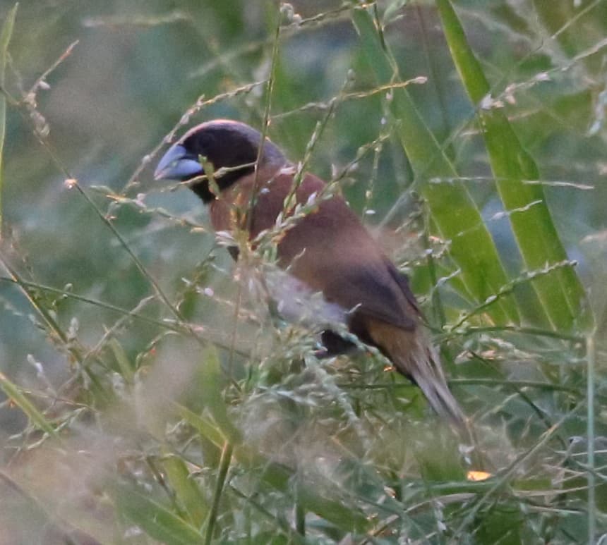 Chestnut-breasted Mannikin