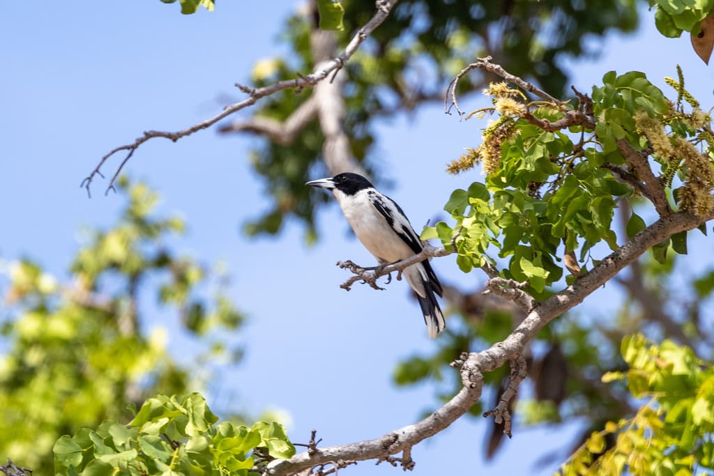 Black-backed Butcherbird