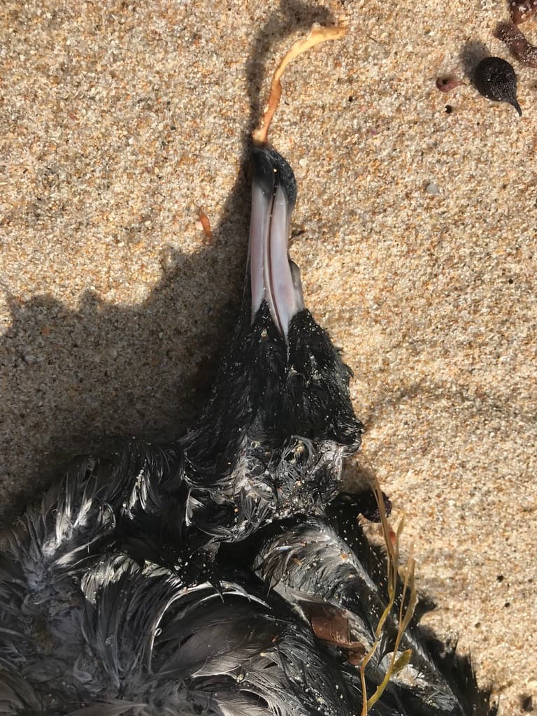 Flesh-footed Shearwater