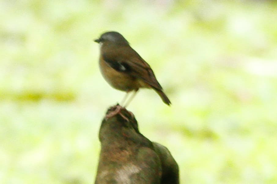 Grey-headed Robin