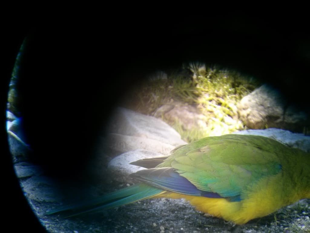 Orange-bellied Parrot