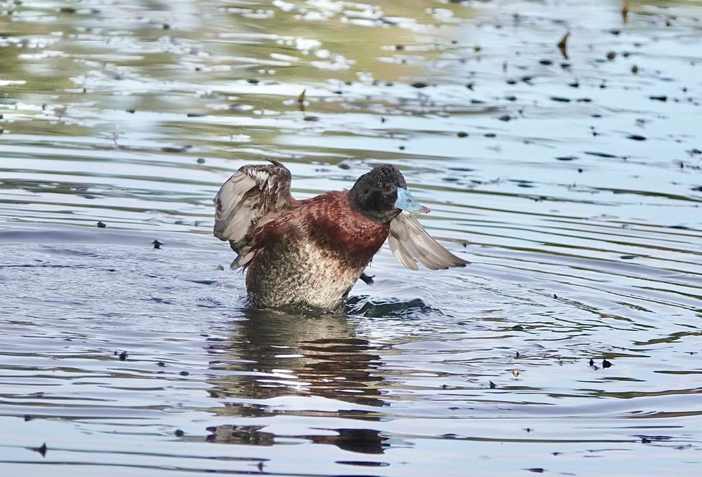 Blue-billed Duck