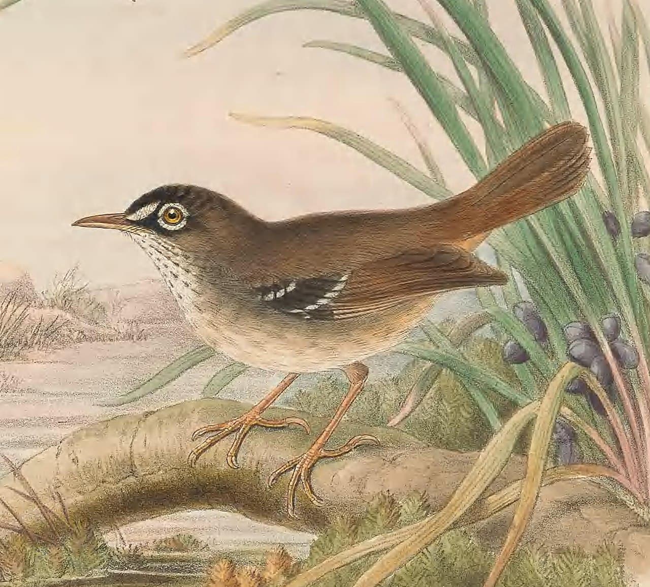 Tropical Scrubwren