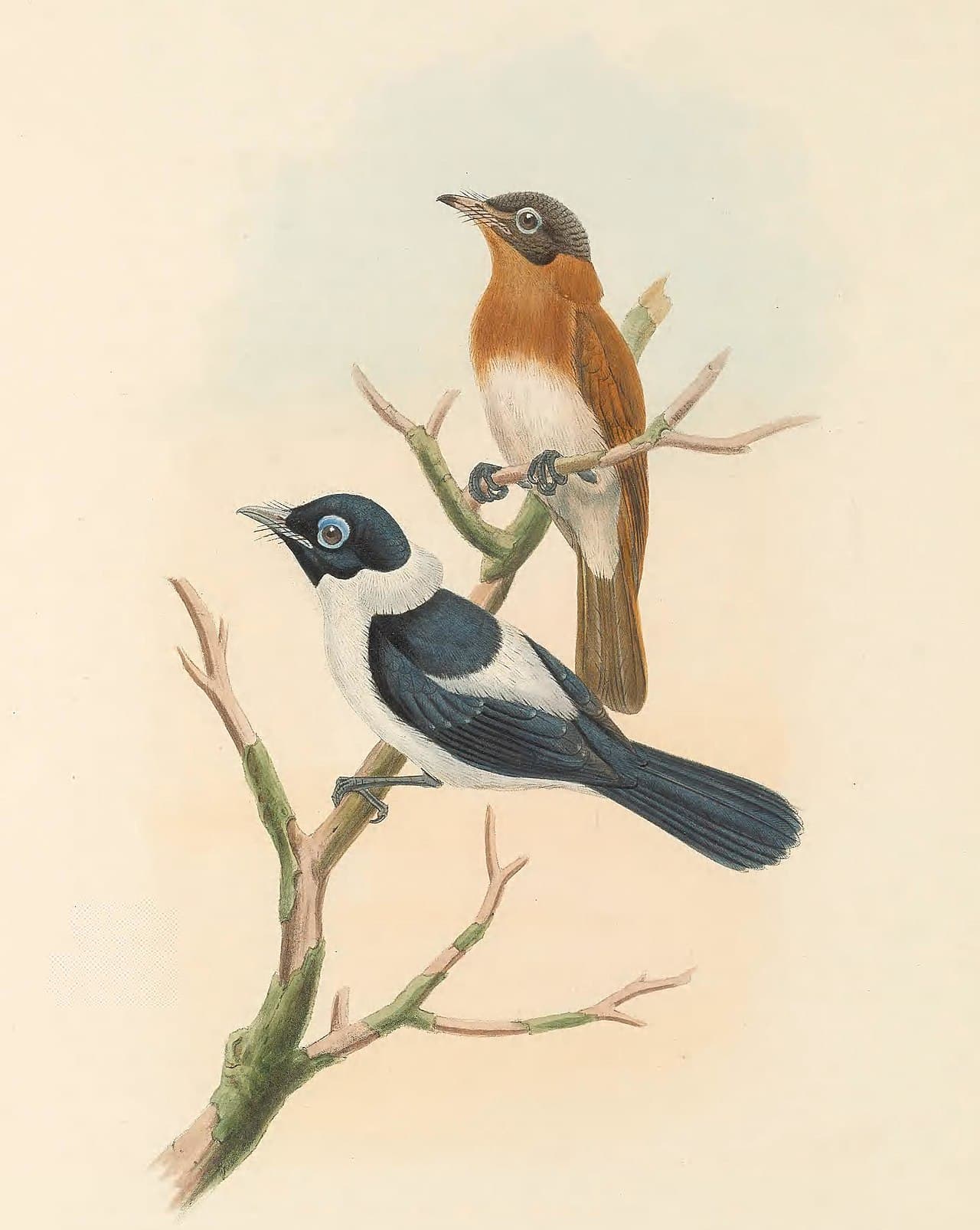 Frilled Monarch