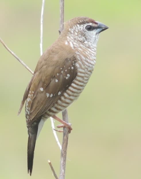Plum-headed Finch