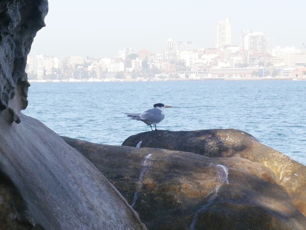 Greater Crested Tern