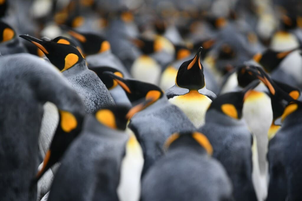 King Penguin