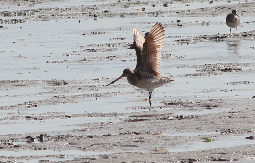 Bar-tailed Godwit