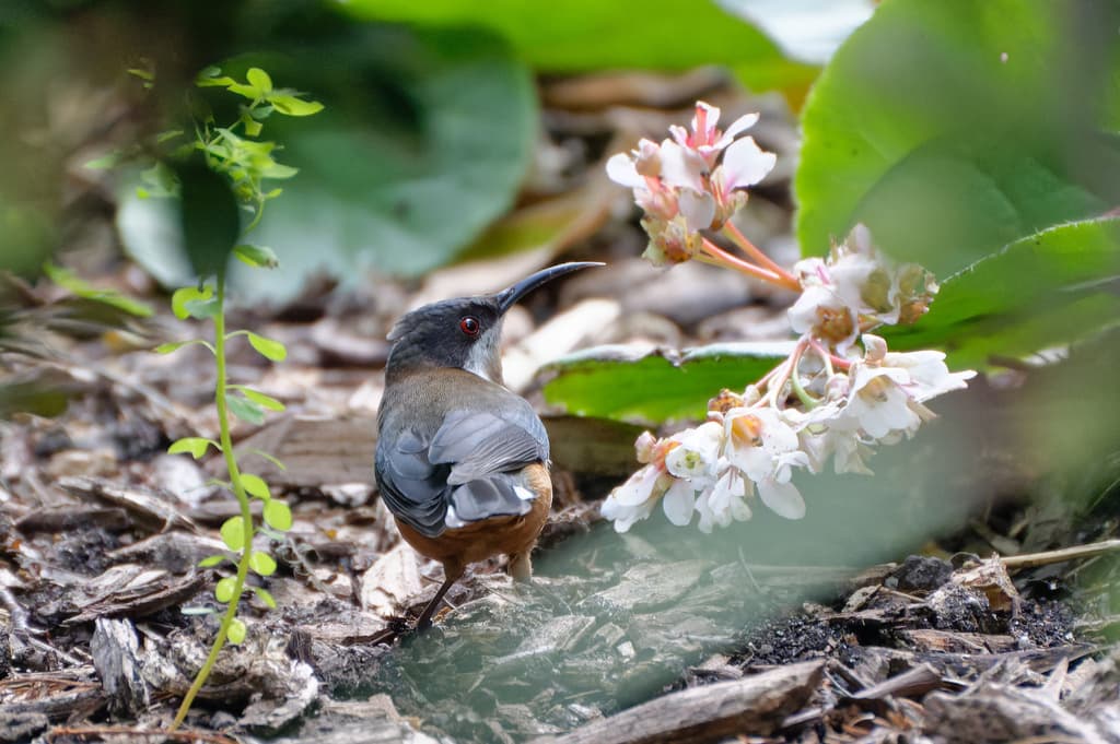 Eastern Spinebill