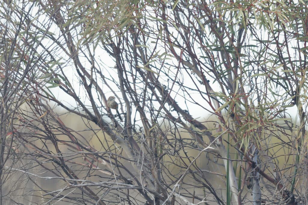 Striated Grasswren