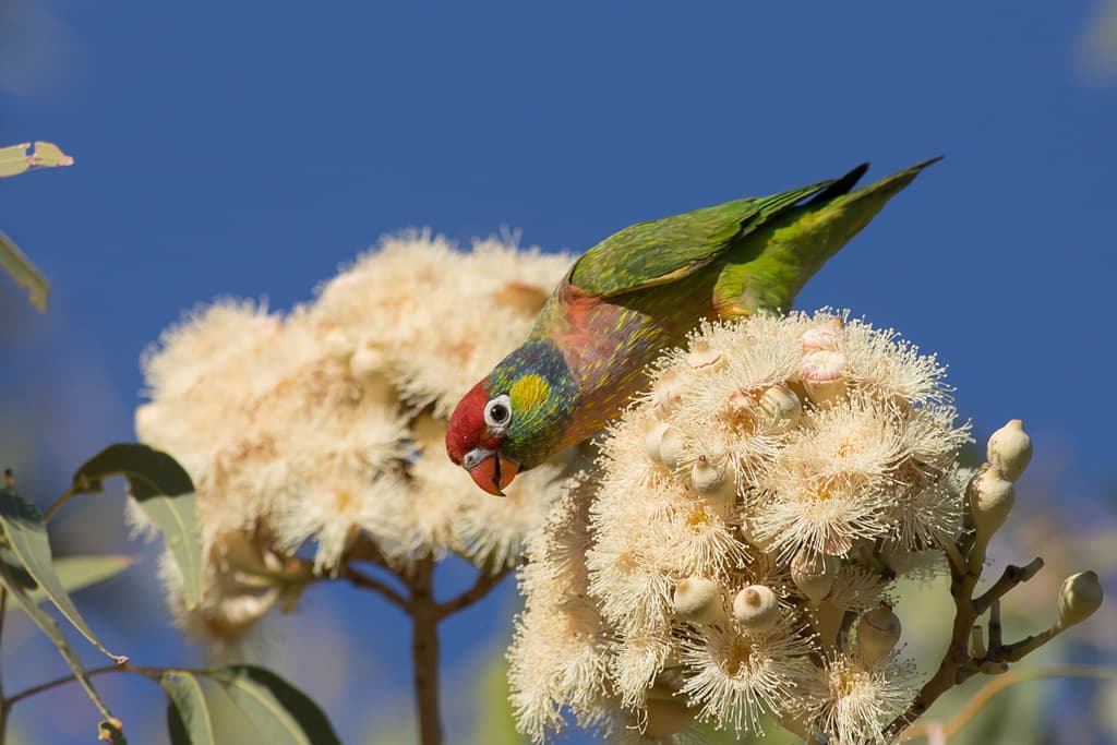 Varied Lorikeet