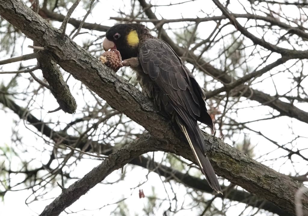 Yellow-tailed Black Cockatoo