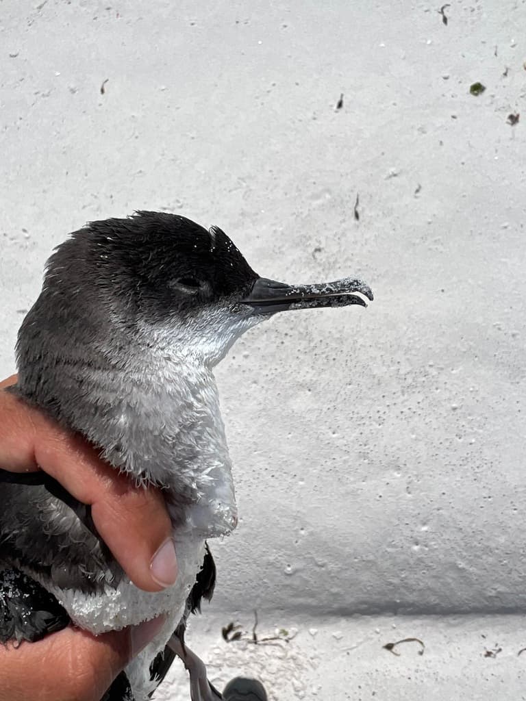Fluttering Shearwater