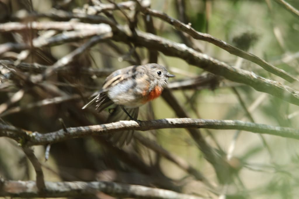 Norfolk Robin