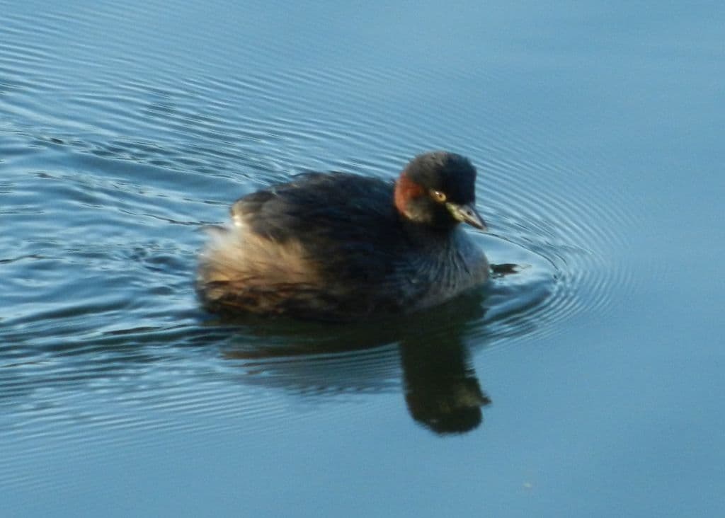 Australasian Grebe