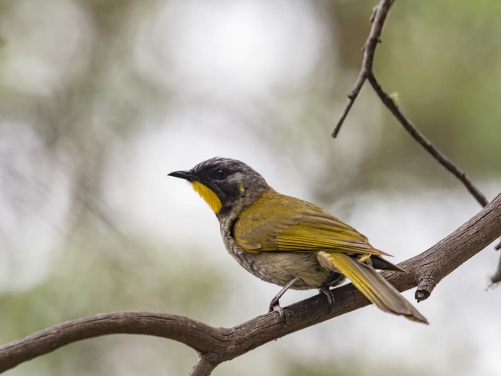 Yellow-throated Honeyeater