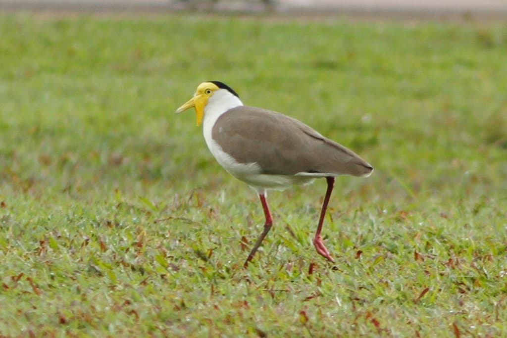 Masked Lapwing