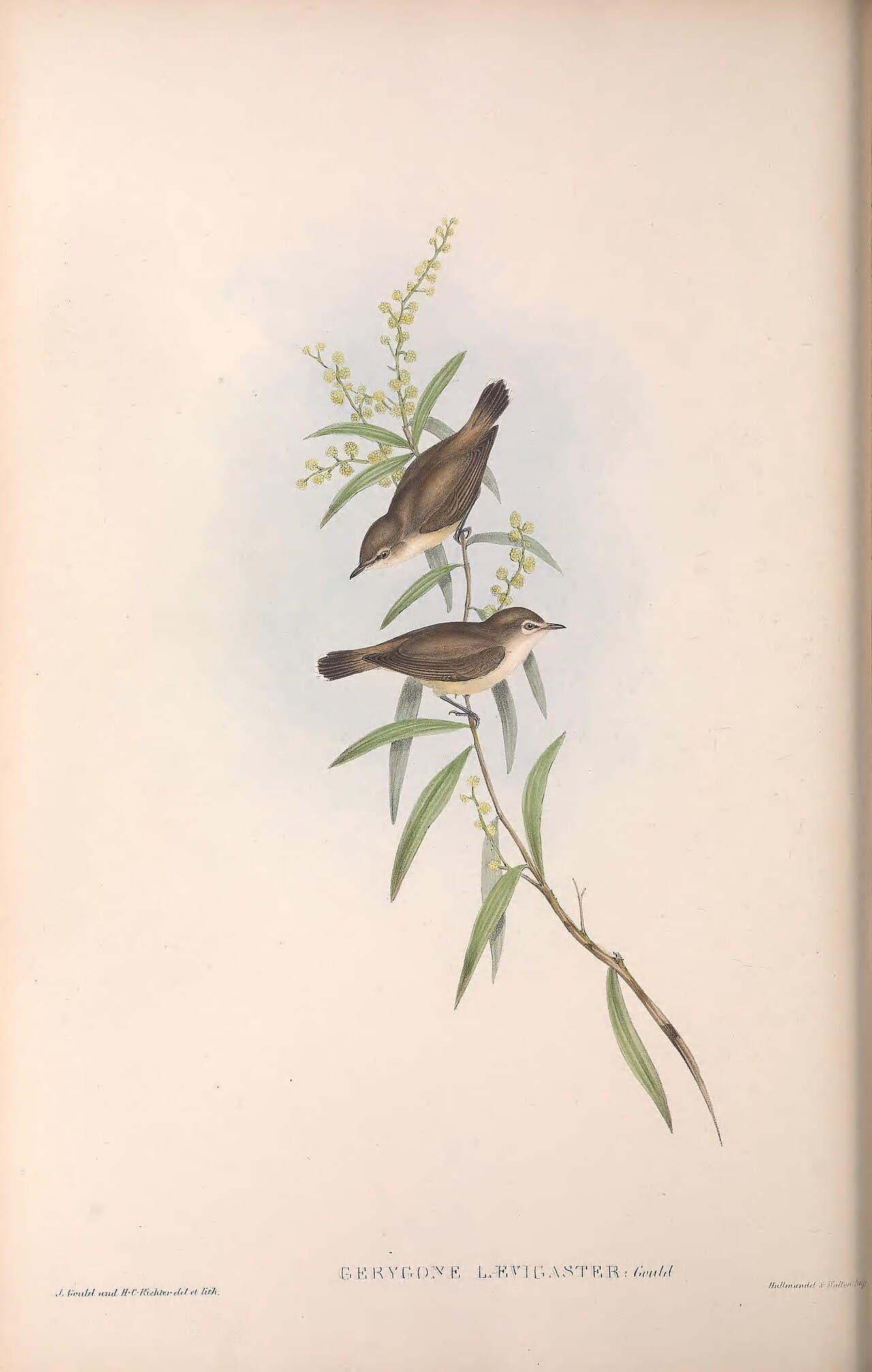 Mangrove Gerygone