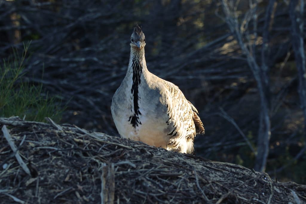 Malleefowl