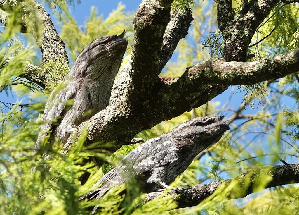 Tawny Frogmouth