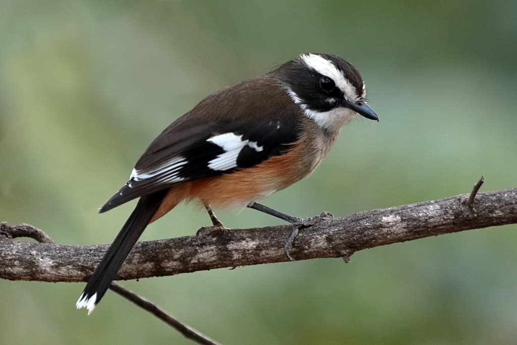 Buff-sided Robin