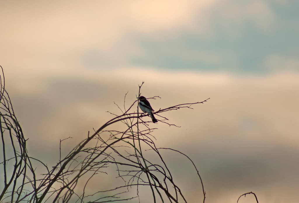 Pied Honeyeater