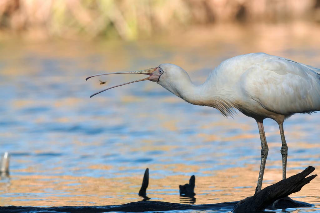 Yellow-billed Spoonbill
