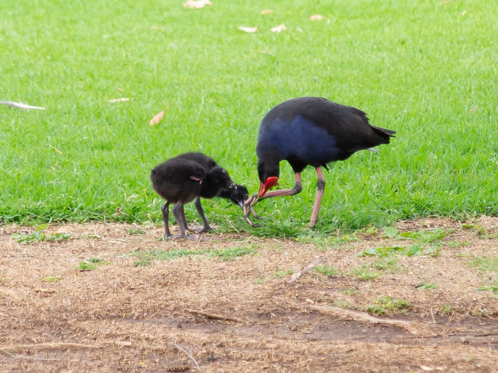 Western Swamphen