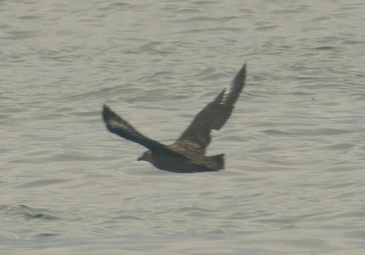 Brown Skua