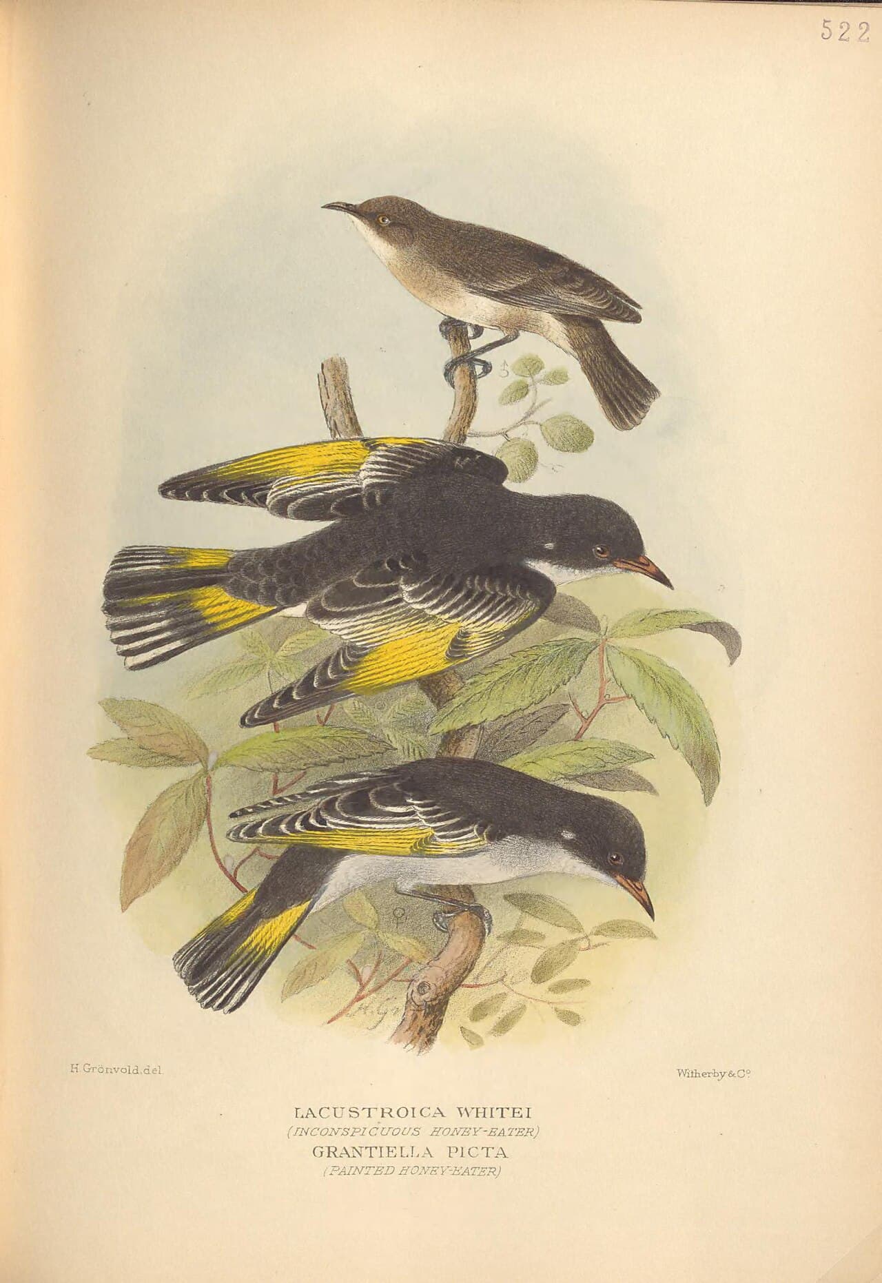 Grey Honeyeater