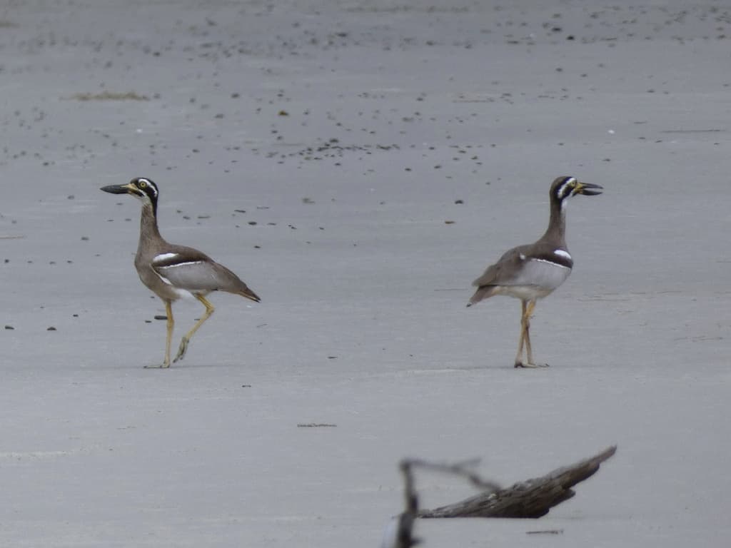 Beach Stone-curlew