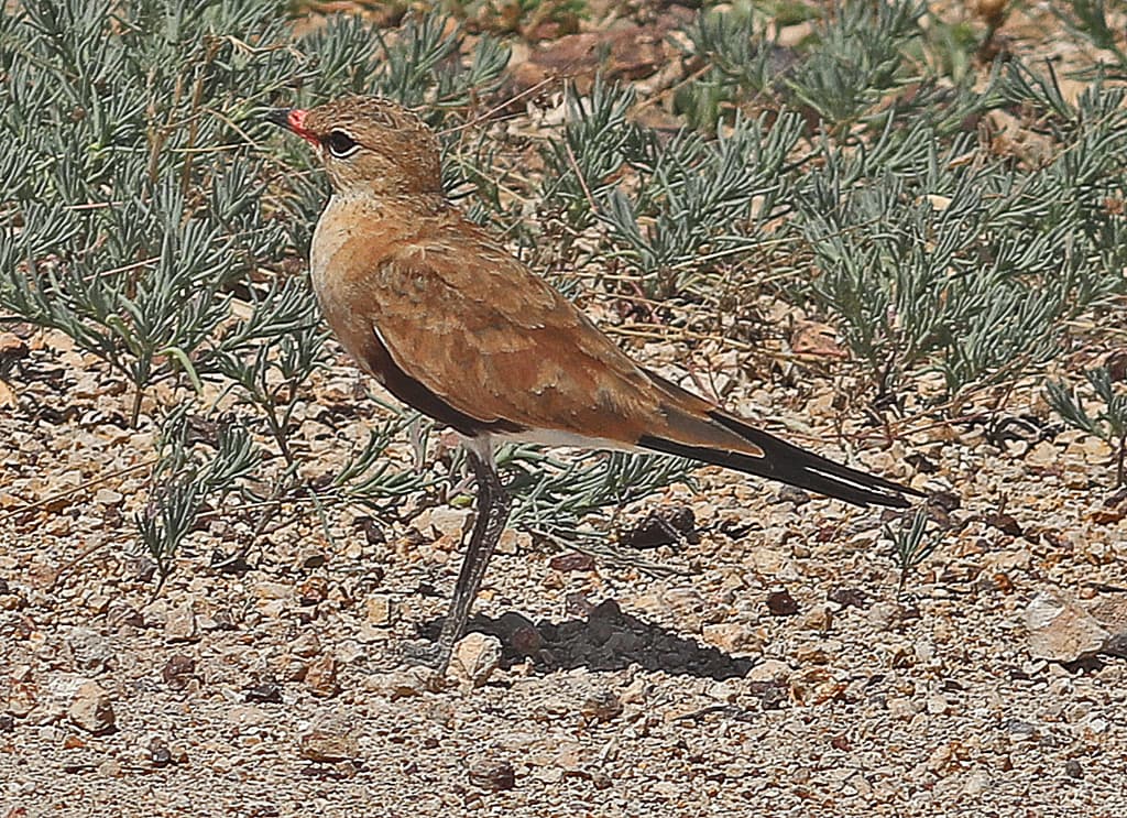 Australian Pratincole