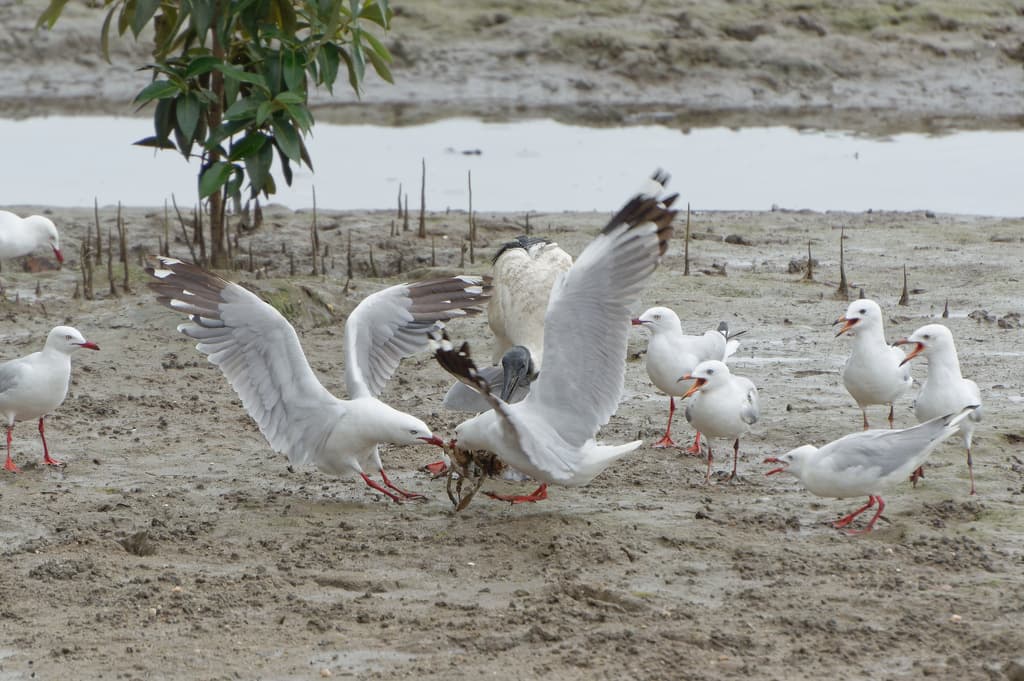 Silver Gull