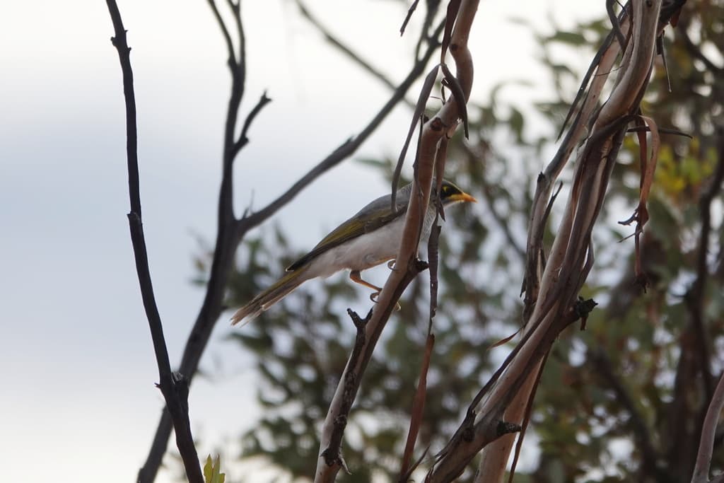 Black-eared Miner