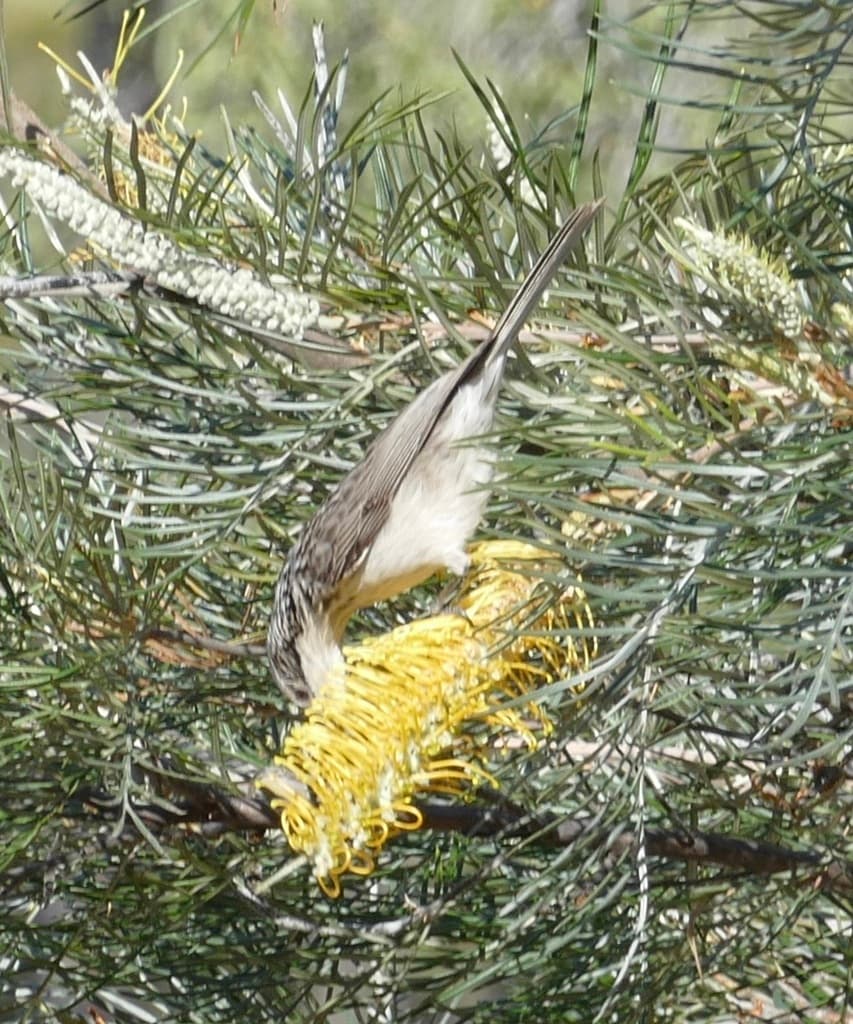 Striped Honeyeater