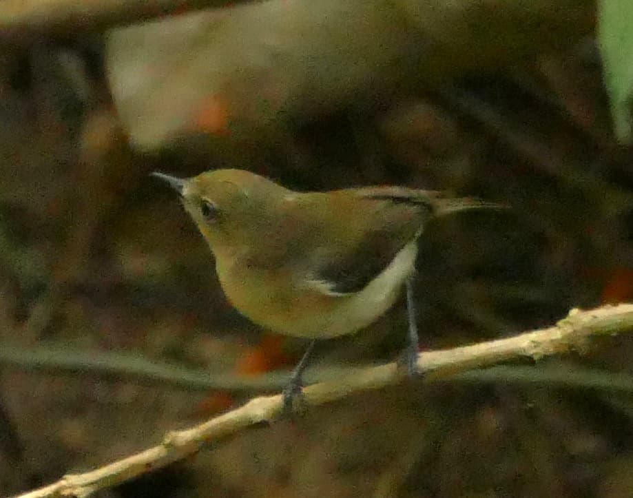 Large-billed Gerygone