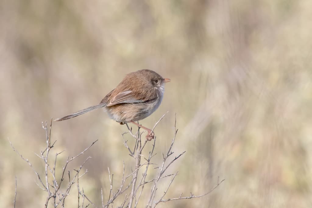 White-winged Fairywren