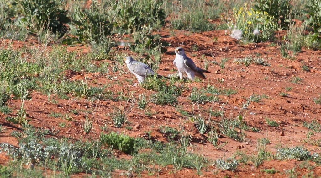 Grey Falcon