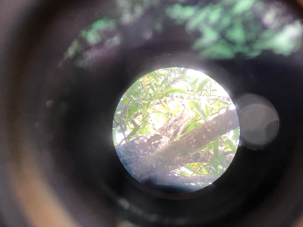 Papuan Frogmouth