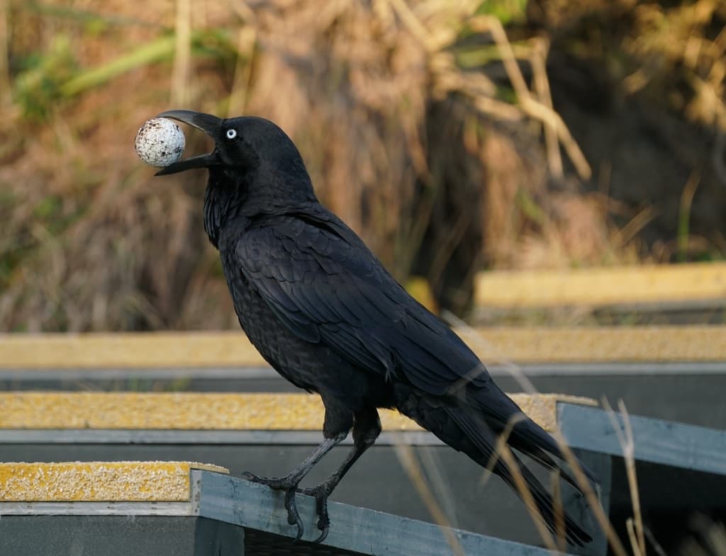 Australian Raven