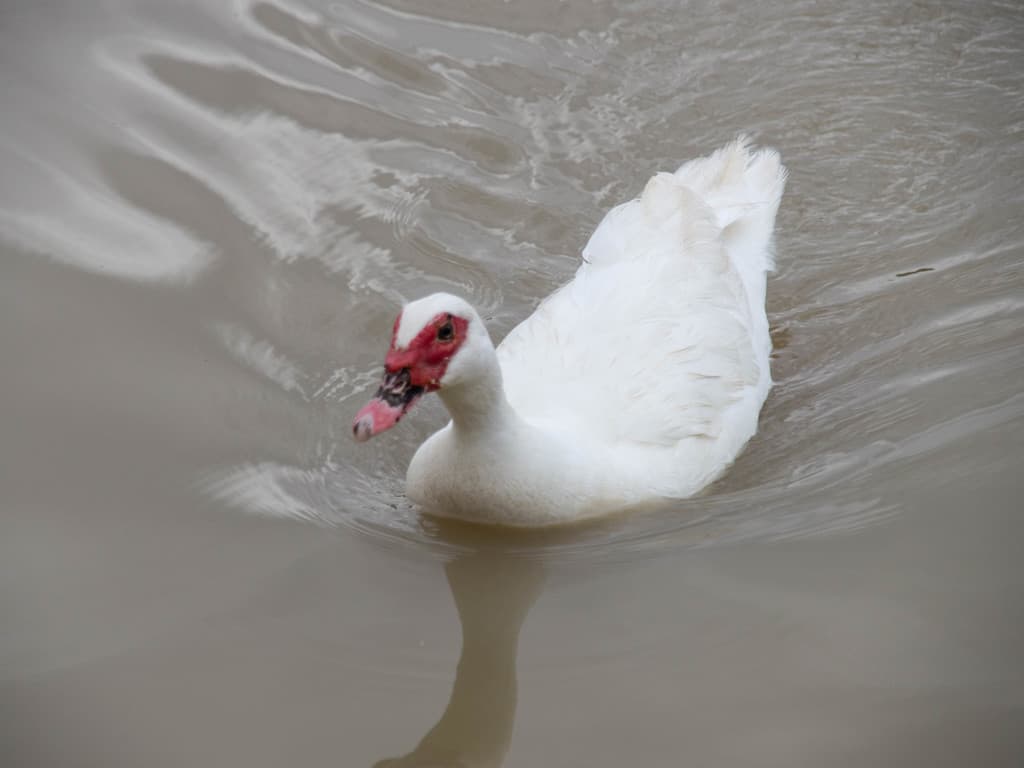 Muscovy Duck