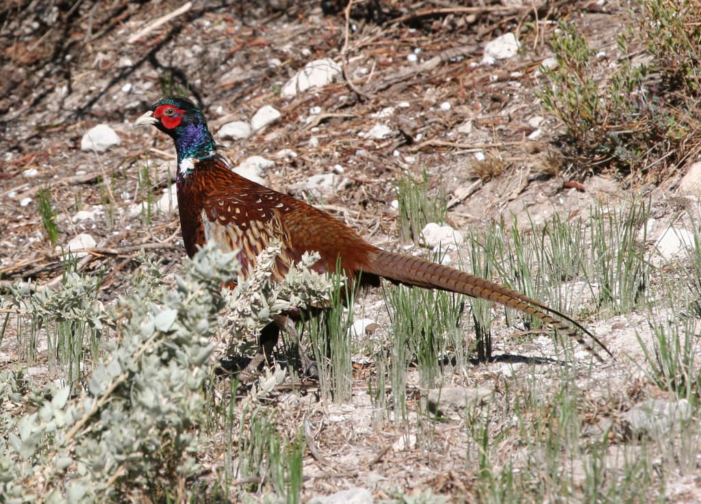 Common Pheasant