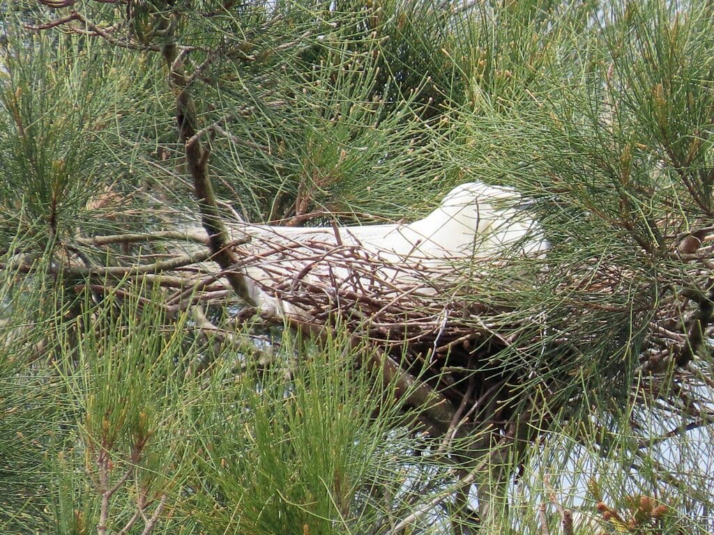 Great Egret