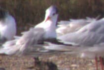 Lesser Crested Tern