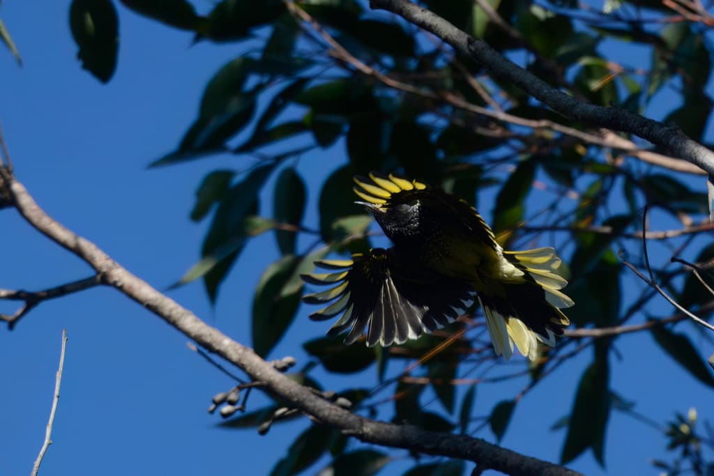 Regent Honeyeater
