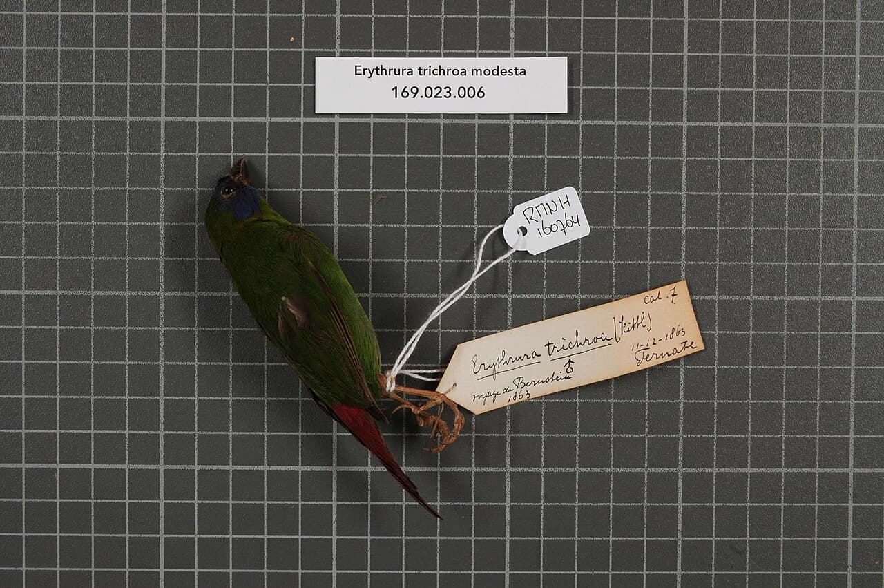 Blue-faced Parrotfinch