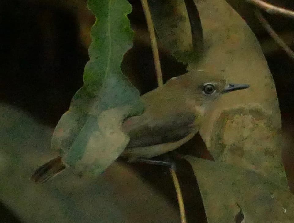 Large-billed Gerygone