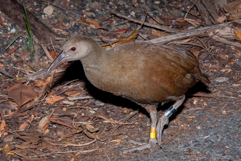 Lord Howe Woodhen
