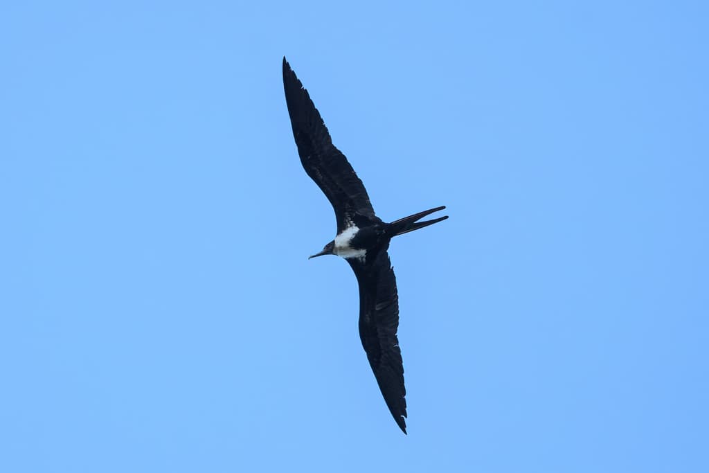 Lesser Frigatebird